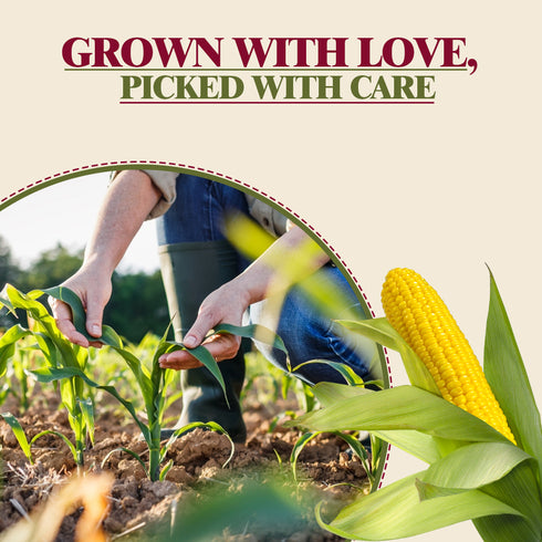 Corn Whole - 22.7kg | Himalayan Chef
