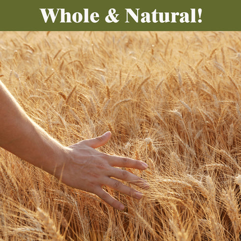 Whole Wheat (Gandum) - 50 lbs (22700g) | Himalayan Chef